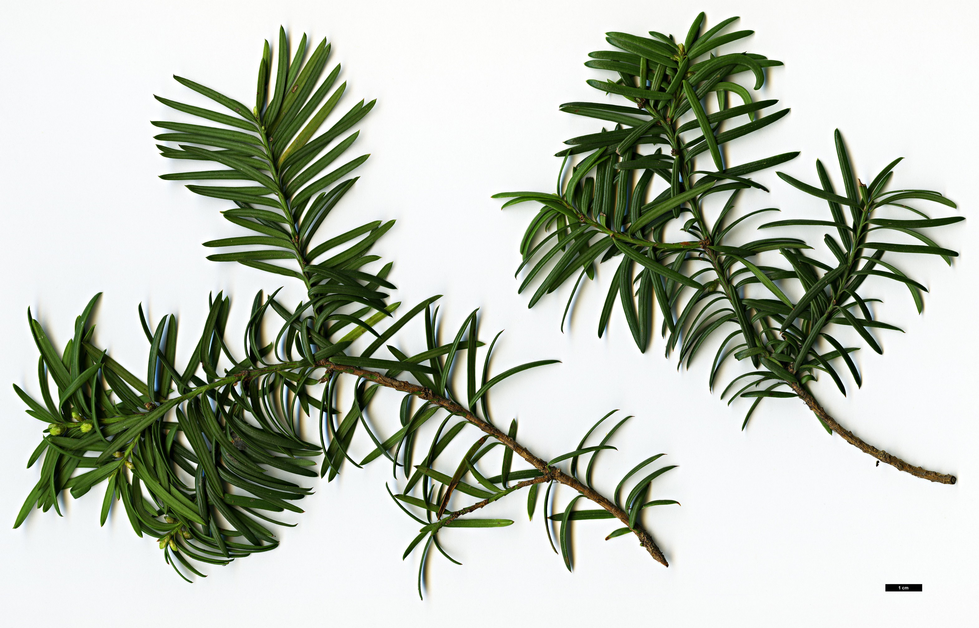 High resolution image: Family: Taxaceae - Genus: Taxus - Taxon: ×media - SpeciesSub: 'Sargentii' (T.baccata × T.cuspidata)